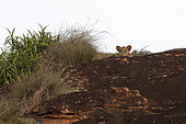 Lion cub (Panthera leo), Lualenyi, Tsavo Conservation Area, Kenya.