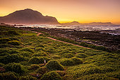Sunrise at African penguin, Cape penguin or South African penguin (Spheniscus demersus) colony at Stony Point, Betty's (Bettys) Bay, Whale Coast, Overberg, Western Cape, South Africa.