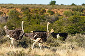 Ostrich (struthio camelus) male and female in typical habitat. Karoo National Park, Beaufort West, Western Cape, South Africa