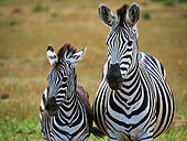 Plains zebra, or common zebra, prev. Burchell's zebra. (Equus quagga prev. Equus burchellii) mare and foal. Eastern Cape. South Africa