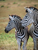 Plains zebra, or common zebra, prev. Burchell's zebra. (Equus quagga prev. Equus burchellii) mare and foal. Eastern Cape. South Africa