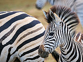 Plains zebra, or common zebra, prev. Burchell's zebra. (Equus quagga prev. Equus burchellii) foal. Eastern Cape. South Africa