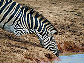 Plains zebra, or common zebra, prev. Burchell's zebra (Equus quagga prev. Equus burchellii) drinking. Eastern Cape. South Africa