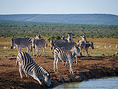 Plains zebra, or common zebra, prev. Burchell's zebra (Equus quagga prev. Equus burchellii) drinking. Eastern Cape. South Africa