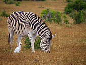 Plains zebra, or common zebra, prev. Burchell's zebra (Equus quagga prev. Equus burchellii) and cattle egret (Bubulcus ibis). Eastern Cape. South Africa