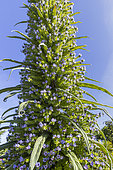 Tower of Jewels (Echium pininana) in bloom