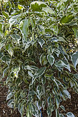 Weeping Fig (Ficus benjamina) 'Starlight'