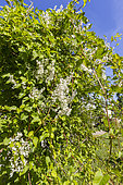 Silver Lace Vine (Fallopia baldschuanica) in bloom
