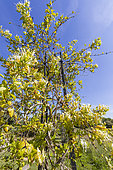 Henry's Honeysuckle (Lonicera japonica) 'Hall's Prolific' in bloom