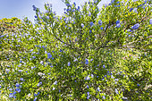 Blueblossom Ceanothus (Ceanothus thyrsiflorus) 'Skylark' in bloom
