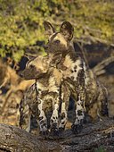 African wild dogs (Lycaon pictus), puppies standing on tree stump, Zimanga Game Reserve, KwaZulu-Natal, South Africa, Africa