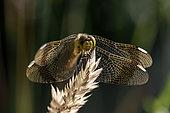 Banded darter (Sympetrum pedemontanum) female resting on a grass, Vaucluse, France