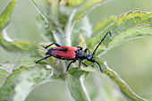 Longhorn beetle (Stictoleptura cordigera), Vaucluse, France