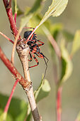 Assassin bug (Rhinocoris iracundus) waiting to ambush prey on Black poplar (Populus nigra), Drôme, France
