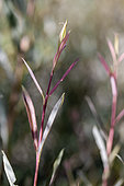 Branch of Purple willow (Salix purpurea) in late spring, Drôme, France