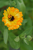 Calendula flowers (Calendula officinalis), Calendula virtues