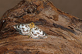 Small magpie (Anania hortulata) on wood, Gers, France