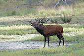 Red deer (Cervus elaphus), male bellowing in the rain in a ditch on the edge of a forest pond, Landes, France.