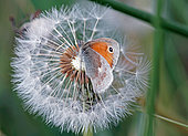 Small Heath (Coenonympha pamphilus) on an inflorescence of dandelion in seed, Gers, France