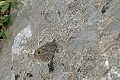 Northern wall brown (Lasiommata petropolitana) warming up on a rock, Haute Garonne, France.