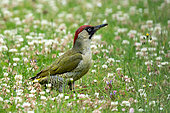 Green woodpecker (Picus viridis) looking for food amongst flowers, England