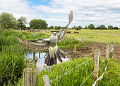Cuckoo (Cuculus canorus) in flight, England