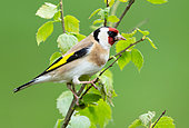 Goldfinch (Carduelis carduelis) perched on a branch, England
