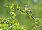 Linnet (Linaria cannabina) displaying from a tree, England
