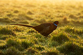 Pheasant (Phasianus colchicus) walking in the mist at sunrise, England