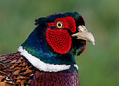 Pheasant (Phasianus colchicus) head details, England