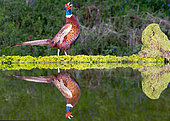Pheasant (Phasianus colchicus) displaying, England