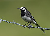 Pied wagtail (Motacilla alba) perched on a barbed wire, England