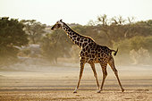 Giraffe (Giraffa camelopardalis) dropping in desert area in Kgalagadi transfrontier park, South Africa