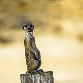 Meerkat (Suricata suricatta) in alert standing on a wood pole in Kgalagadi transfrontier park, South Africa
