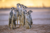 Smalll group of Meerkats (Suricata suricatta) in alert in Kgalagadi transfrontier park, South Africa