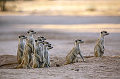 Smalll group of Meerkats (Suricata suricatta) in alert at dusk in Kgalagadi transfrontier park, South Africa