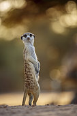 Meerkat (suricatta) standing in alert at dawn in Kgalagadi transfrontier park, South Africa