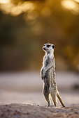 Meerkat (Suricata suricatta) standing in alert at dawn in Kgalagadi transfrontier park, South Africa