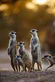 Small group of Meerkats (Suricata suricatta) in alert at dawn in Kgalagadi transfrontier park, South Africa
