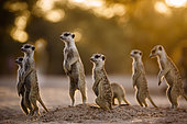 Small group of Meerkats (Suricata suricatta) in alert at dawn in Kgalagadi transfrontier park, South Africa