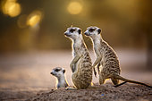 Three Meerkats (Suricata suricatta) in alert at dawn in Kgalagadi transfrontier park, South Africa