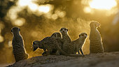Meerkats (Suricata suricatta) family watching sunset in Kgalagadi transfrontier park, South Africa