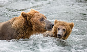 Mother Alaska Peninsula brown bear (Ursus arctos horribilis) with cub in the river. USA. Alaska. Katmai National Park.