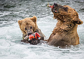 Mother Alaska Peninsula brown bear (Ursus arctos horribilis) with cub are eating salmon in the river. USA. Alaska. Katmai National Park.
