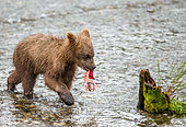 Alaska Peninsula brown bears (Ursus arctos horribilis) cub with a salmon in the river. USA. Alaska. Katmai National Park.