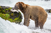 Alaska Peninsula brown bear (Ursus arctos horribilis) with a salmon in his mouth. USA. Alaska. Katmai National Park.