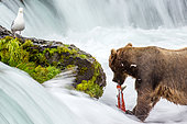 Alaska Peninsula brown bear (Ursus arctos horribilis) is eating salmon in the river. USA. Alaska. Katmai National Park.