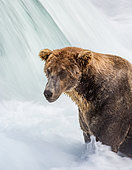 Alaska Peninsula brown bear (Ursus arctos horribilis) in the river. USA. Alaska. Katmai National Park.