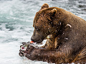 Alaska Peninsula brown bear (Ursus arctos horribilis) is eating salmon in the river. USA. Alaska. Katmai National Park.