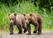 Two Alaska Peninsula brown bear (Ursus arctos horribilis) cubs are going along the path next to each other. USA. Alaska. Katmai National Park.